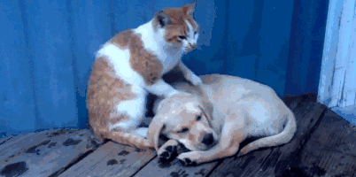 1560417613638197.gif 1560417613638197.gif
